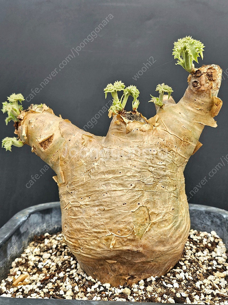 씨포스템마 우터 (아프리카식물/코덱스)--0